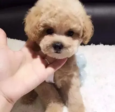 贵宾犬|选择贵宾犬使用的饭盆也是有讲究的