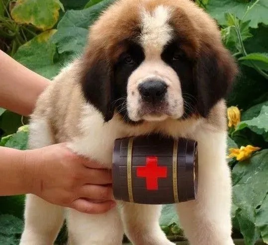 圣伯纳犬|圣伯纳犬眼睛里面有个红点是什么东西