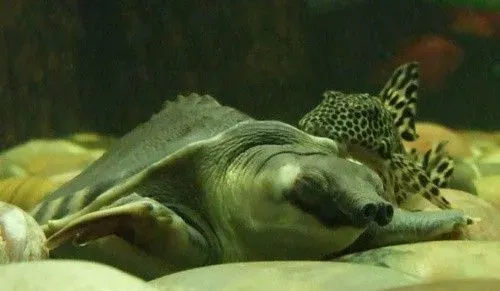 猪鼻龟吃鱼吗 猪鼻龟除了鱼还能吃什么 | 猪鼻龟