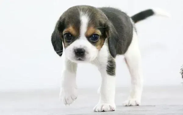 比格犬|两岁的比格犬得了皮肤病如何治疗