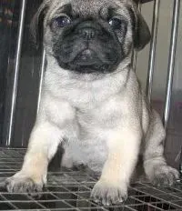 巴哥犬|巴哥犬吃多了，撑着了怎么办