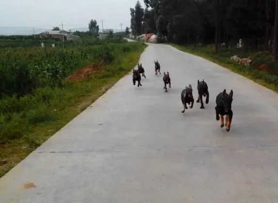 昆明犬|昆明犬生病呕吐拉稀不止是什么问题
