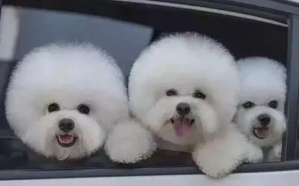 比熊犬|训练比熊犬掌握卧下的本领要怎样做