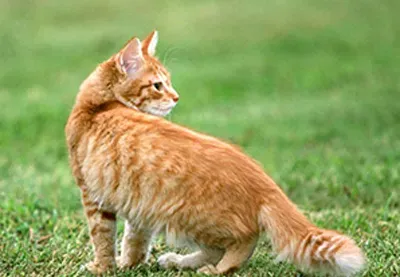 美国硬毛猫的形态特征 毛质强硬而有弹性 | 美国硬毛猫