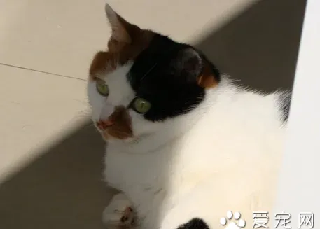 猫为什么要绝育 绝育手术对猫是很有必要 | 绝育