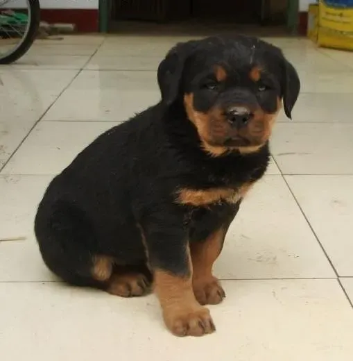 罗威纳犬|肥胖是老年罗威纳犬最致命的杀手