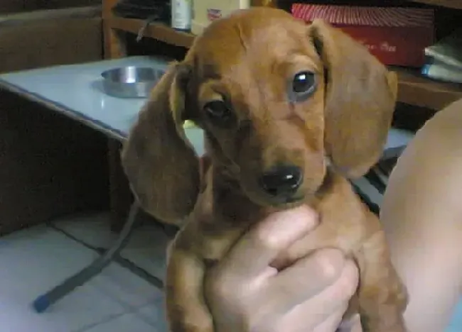 腊肠犬|腊肠犬拉白色的虫子有办法解决吗