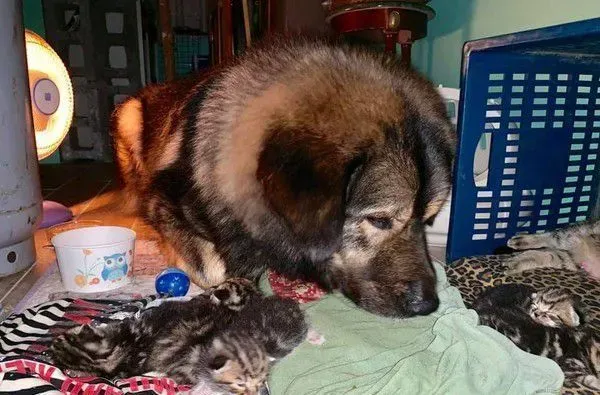 高加索汪帮小猫理毛 阿母：每只都跟淋雨一样!