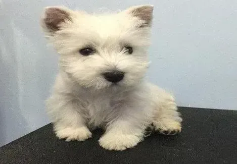 西高地|西高地最近不喜欢吃狗粮，只吃肉什么毛病