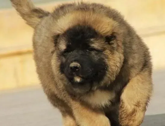 高加索犬|制止高加索犬吃便便的7个小方法