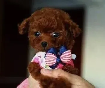 泰迪犬|如何挑选最适合泰迪犬使用的洗毛剂