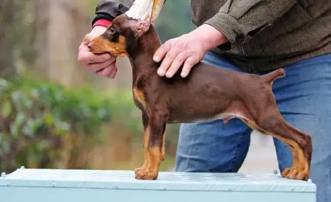 杜宾犬|杜宾犬流鼻涕而且咳嗽应吃什么药