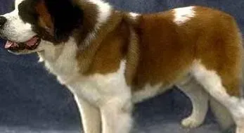 圣伯纳犬|健康新智慧 圣伯纳犬睡觉期间总打嗝的原因有哪些