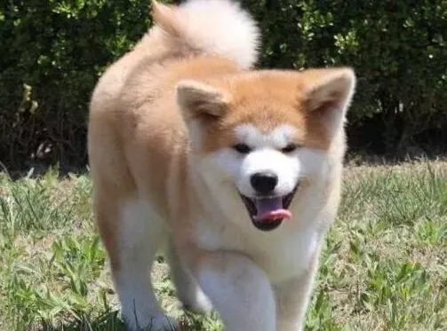 秋田犬|我家秋田犬最近严重掉毛是怎么回事