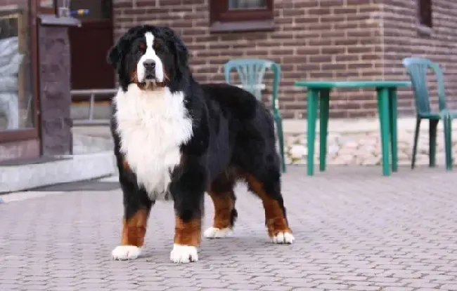 伯恩山犬|伯恩山犬吠叫时老流口水是正常情况吗