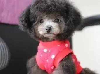 泰迪犬|刚买回来的泰迪犬流眼泪有没有事