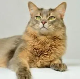索马里猫的养护常识 要定期梳理毛发 | 索马里猫