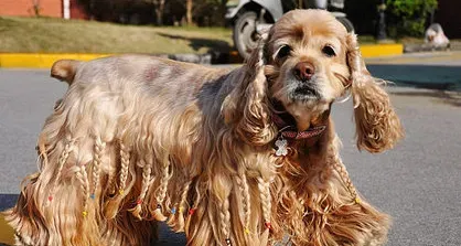 美国可卡犬如何训练 活泼好动的狗狗比较容易训练 | 美国可卡犬