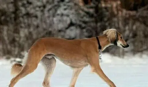 萨路基猎犬性格 性格温和对主人服从性好 | 萨路基