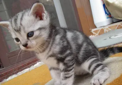 美国短毛猫的养护常识 做好毛发护理 | 美国短毛猫