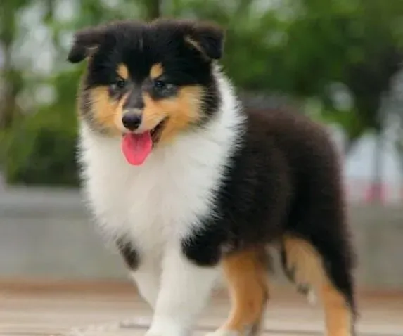 喜乐蒂|喜乐蒂犬出现腹泻的情况怎么办