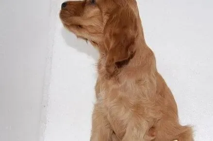 可卡犬|保证可卡犬健康成长 浴液的选择很重要