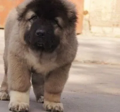 高加索犬|高加索犬剃光毛发后会有什么反应