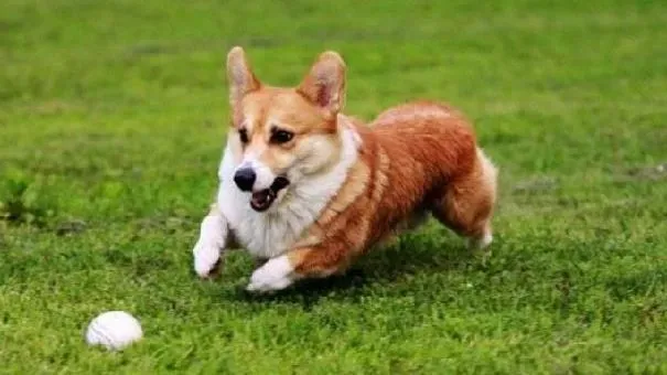 柯基犬|柯基犬的日常训练 柯基犬的大小便训练以及捡球训练