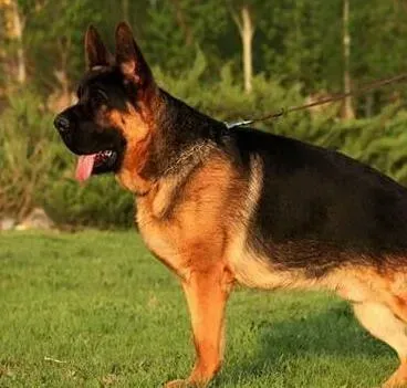德国牧羊犬|德国牧羊犬吃什么食物可以美毛