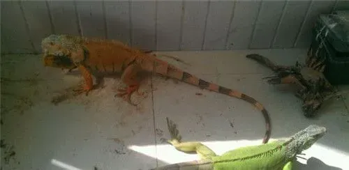 绿鬣蜥的颜色 幼年绿鬣蜥的身体一般呈绿色 | 绿鬣蜥