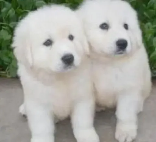 大白熊犬|春季护理大白熊犬不得不知道的常识