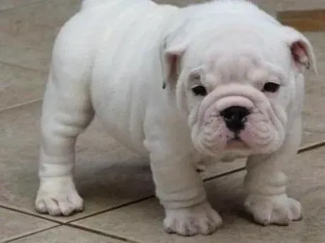英国斗牛犬|我家斗牛犬为什么总咬自己的后脚啊