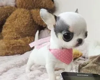 吉娃娃|吉娃娃咳嗽一个月了用什么药物好