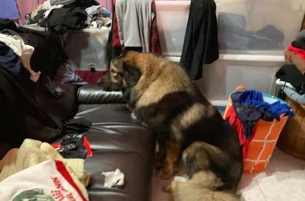 高加索汪帮小猫理毛 阿母：每只都跟淋雨一样! | 狗