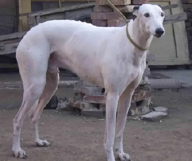 格力犬|最近格力犬拉稀，便便很臭，没事吧