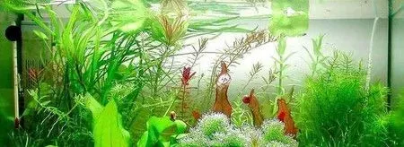 鱼缸养鱼数量 鱼缸养鱼数量风水技巧有哪些 | 鱼