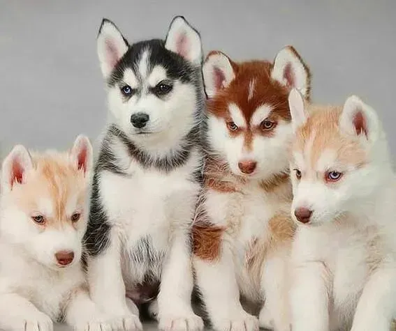 哈士奇|哈士奇母犬的身体在分娩前后有什么变化