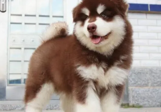阿拉斯加犬|生儿育女 阿拉斯加犬妊娠期要注意什么