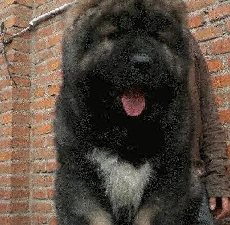 高加索犬|高加索犬科学饲养技术与实际教程