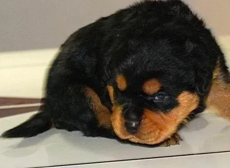 罗威纳犬|两个多月的罗威纳犬拉稀，咳嗽吃什么好