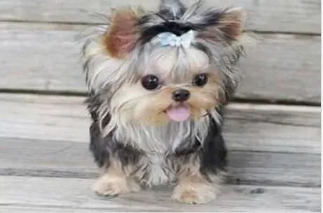 约克夏|如何科学饲养三个月大的约克夏幼犬