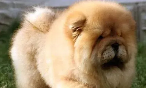 狗能活多久 犬的寿命大约在13-18年之间 | 狗狗