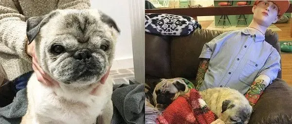 焦虑症巴哥犬超黏爸拔 假把拔的到来安抚它 | 狗