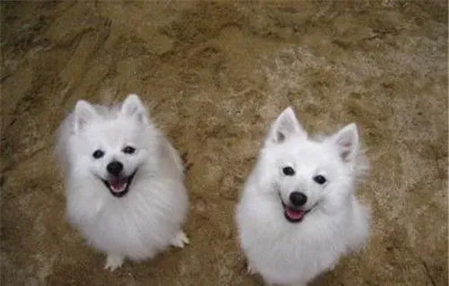 银狐犬吃什么最好 银狐犬食物的选择 | 银狐犬
