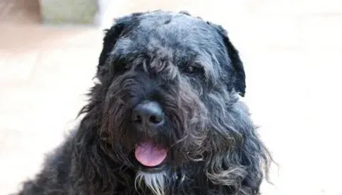 法兰德斯畜牧犬的养护常识 时刻防范狗狗中暑 | 法兰德斯畜牧犬