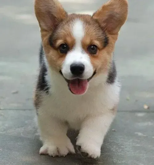 柯基犬|在喂养柯基犬的方法中有哪些值得借用