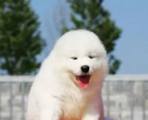 萨摩耶|如何让萨摩耶的狗窝享受五星级酒店的待遇