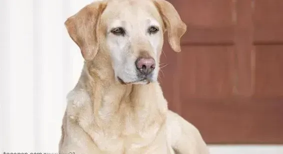 拉布拉多|拉布拉多犬冬季常见病的种类以及防治方法