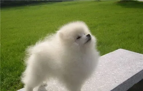 博美犬吃米饭吗 米饭吃多了狗狗会难受的 | 博美