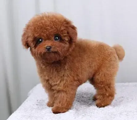 泰迪犬|七个月的泰迪犬身上有很多的皮屑应如何是好